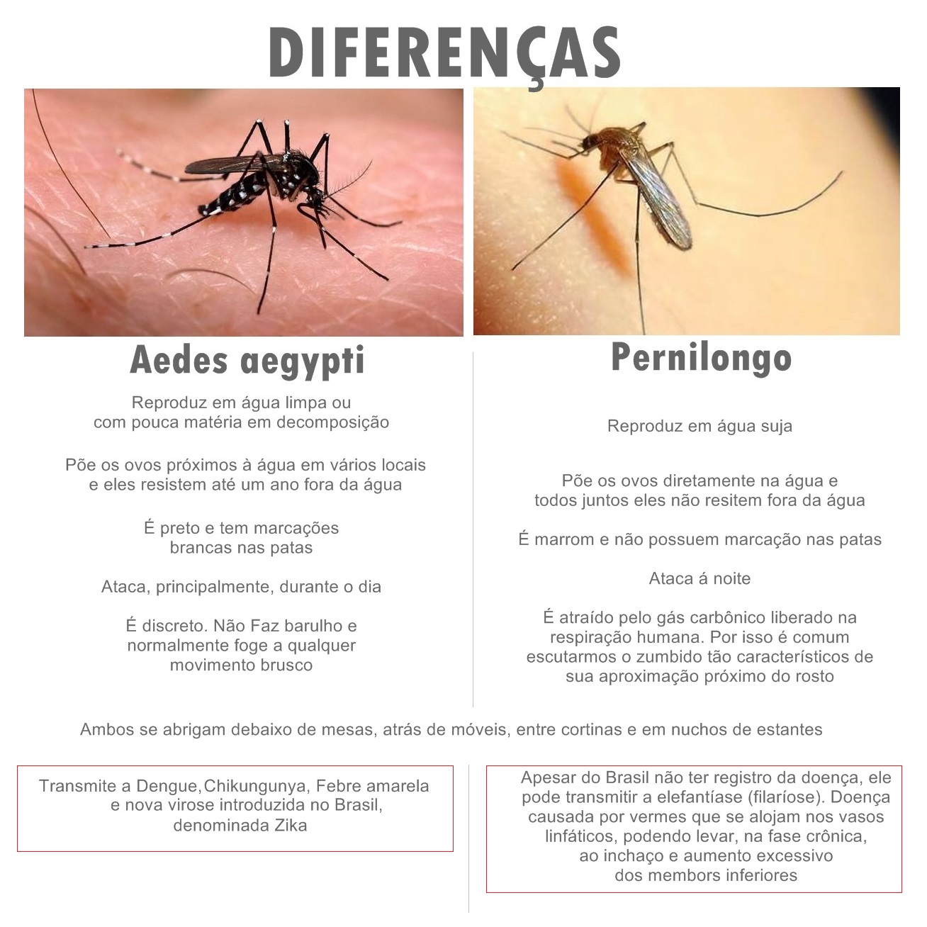 Diferenças entre o Pernilongo e o Aedes Aegypti o mosquito transmissor da  Dengue, Chikungunya ,Febre amarela e Zika